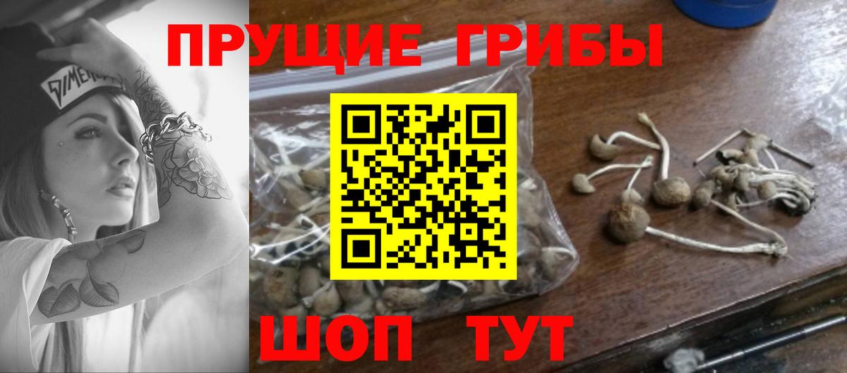 Галлюциногенные грибы GOLDEN TEACHER  наркотики  Коркино  Вход с VPN 
